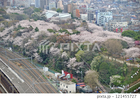 東北本線　尾久－赤羽　JR東日本　飛鳥山公園 121455727