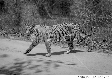 Mono tiger crosses sandy track in sunshine 121455733