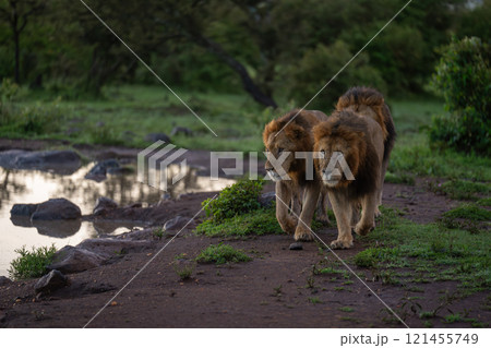Three male lions walk past waterhole together 121455749