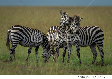Three plains zebras stand playing on grass Three plains zebras stand playing on grass 121455750
