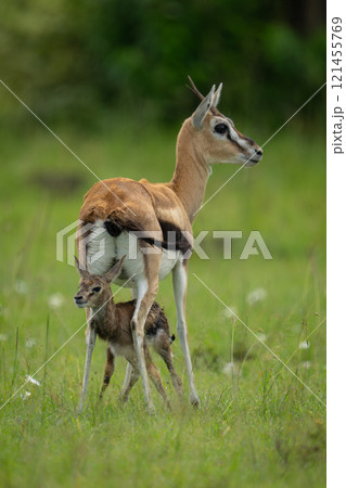 Thomson gazelle stands over newborn on grassland 121455769
