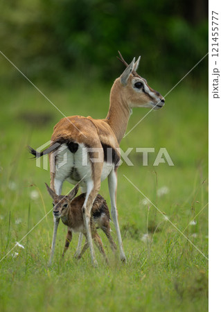 Thomson gazelle stands above newborn on grassland Thomson gazelle stands above newborn on grassland 121455777