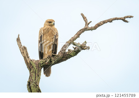 Tawny eagle looks out from dead tree 121455789