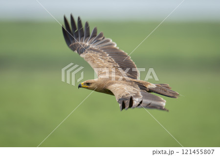 Tawny eagle flies across grassland spreading wings Tawny eagle flies across grassland spreading wings 121455807