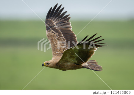 Tawny eagle flies across grassland raising wings Tawny eagle flies across grassland raising wings 121455809