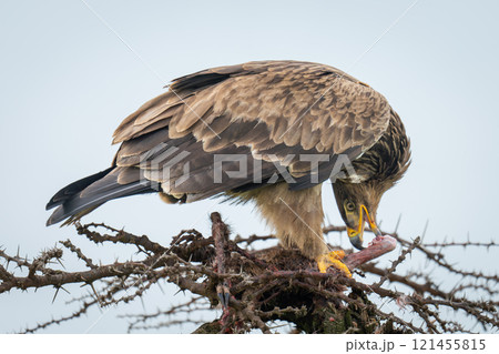Steppe eagle twisting head to eat carcase Steppe eagle twisting head to eat carcase 121455815