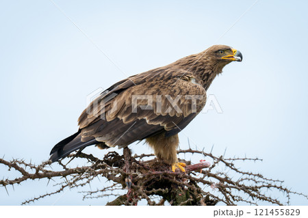 Steppe eagle on whistling thorn opens beak Steppe eagle on whistling thorn opens beak 121455829