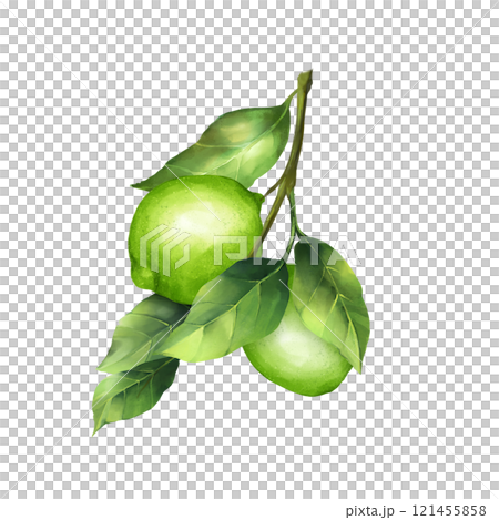 Lime illustration. Citrus fruit branch lime isolated on white background. Lime illustration. Citrus fruit branch lime isolated on white background. 121455858
