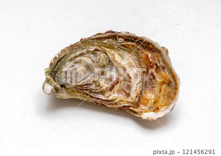 One Oyster Shell One Oyster Shell 121456291