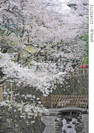 都電荒川線　王子駅前－飛鳥山　音無親水公園 121456751