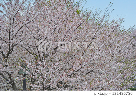 都電荒川線　王子駅前－飛鳥山　飛鳥山公園 121456756