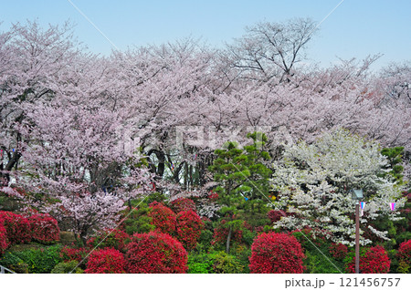 都電荒川線 王子駅前-飛鳥山 飛鳥山公園 都電荒川線 王子駅前-飛鳥山 飛鳥山公園 121456757