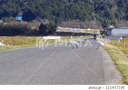 アスファルトで舗装された農道を自動車の往来に注意しながら向かい側の田んぼへ歩いて横断するコハクチョウ 121457196
