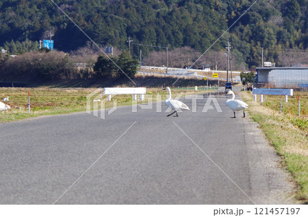 アスファルトで舗装された農道を自動車の往来に注意しながら向かい側の田んぼへ歩いて横断するコハクチョウ 121457197