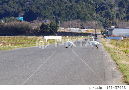 アスファルトで舗装された農道を自動車の往来に注意しながら向かい側の田んぼへ歩いて横断するコハクチョウ 121457428