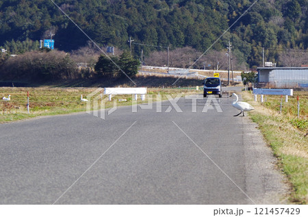 アスファルトで舗装された農道を自動車の往来に注意しながら向かい側の田んぼへ歩いて横断するコハクチョウ アスファルトで舗装された農道を自動車の往来に注意しながら向かい側の田んぼへ歩いて横断するコハクチョウ 121457429