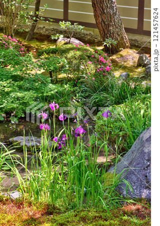 永観堂の菖蒲 121457624