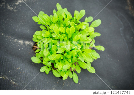 young sprouted arugula bush with several leaves growing out of the ground young sprouted arugula bush with several leaves growing out of the ground 121457745