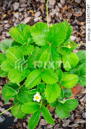 young growing strawberry bush with few leaves, growing out of the ground young growing strawberry bush with few leaves, growing out of the ground 121457747