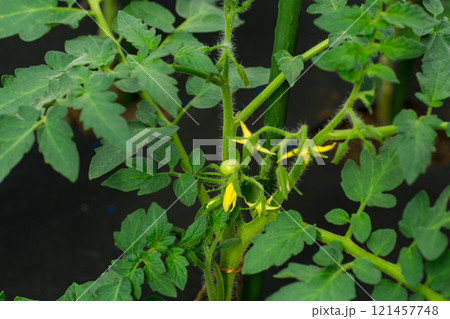 young sprouted tomato plant with several leaves growing out of the ground young sprouted tomato plant with several leaves growing out of the ground 121457748