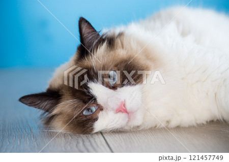portrait of a beautiful young healthy Ragdoll cat portrait of a beautiful young healthy Ragdoll cat 121457749