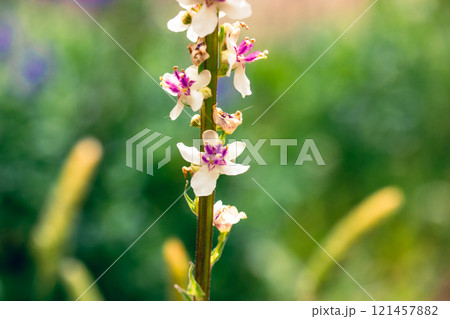 Verbascum phlomoide pink flowers in spring. Pretty small flower buds with gently petals on natural green background in sunny garden. Floral blooms. Verbascum phlomoide pink flowers in spring. Pretty small flower buds with gently petals on natural green background in sunny garden. Floral blooms. 121457882