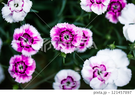 Cluster of white dianthus flowers purple pink center top view. Garden plants blooms at spring. Common names carnation or Sweet William. Horticulture. 121457897