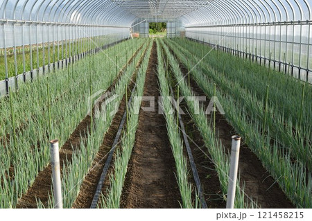 長ネギ栽培中のビニールハウス 121458215