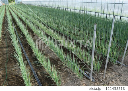 長ネギ栽培中のビニールハウス 長ネギ栽培中のビニールハウス 121458218