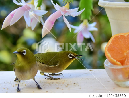 　庭で遊ぶメジロのカップル。 121458220
