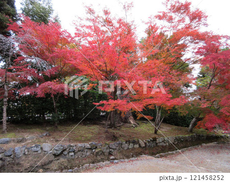 京都「二尊院の紅葉と石階段」 121458252