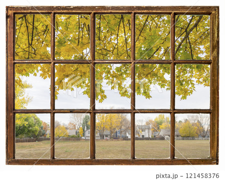 nostalgic fall landscape in residential area with a maple tree as seen from a vintage sash window 121458376