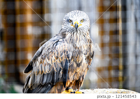 Image of a Kite, of the Milvus species, birds of prey of the Accipitridae family in captivity at a recovery center in Solsones, in the province of Lleida, Catalonia 121458543
