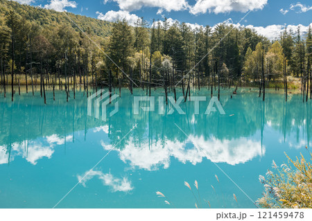 【美瑛町白金 青空の青い池と水鏡】 【美瑛町白金 青空の青い池と水鏡】 121459478