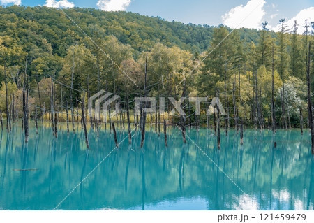 【美瑛町白金　青空の青い池と水鏡】 121459479