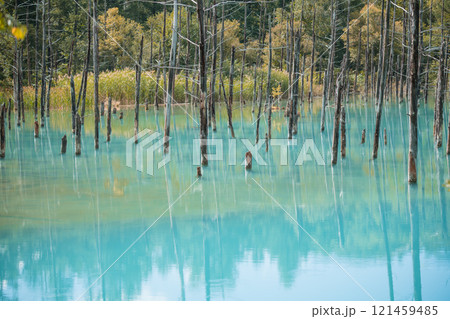 【美瑛町白金　青い池と水鏡】 121459485