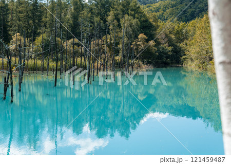 【美瑛町白金　青い池と水鏡】 121459487