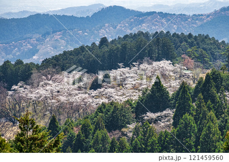 東京都　高尾山　一丁平の千本桜　日影沢林道から  121459560