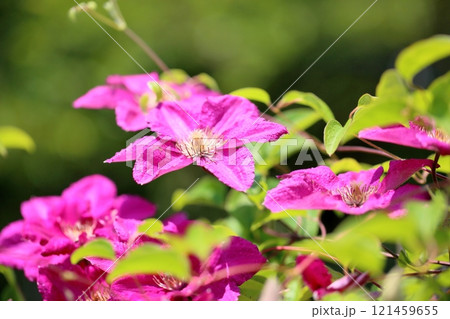 クレマチスの花　アーネストマーカム 121459655
