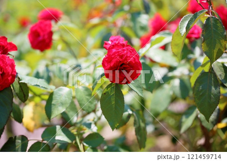 鮮やか バラの花 ユーロピア―ナ 鮮やか バラの花 ユーロピア―ナ 121459714