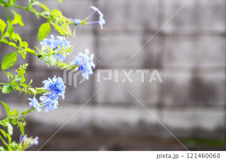 さわやかなブルーの庭木 121460068