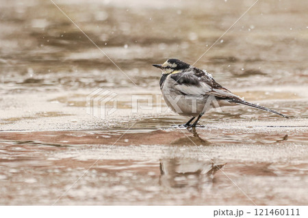 ハクセキレイ ハクセキレイ 121460111