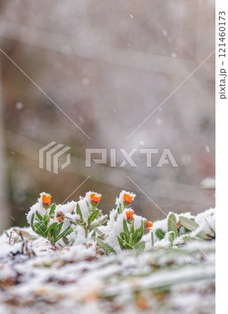 キンセンカ キンセンカ 121460173