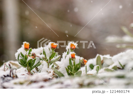 キンセンカ キンセンカ 121460174