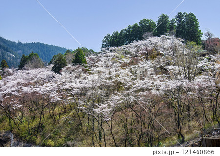 東京都 高尾山 一丁平の千本桜 日影沢林道から 東京都 高尾山 一丁平の千本桜 日影沢林道から 121460866