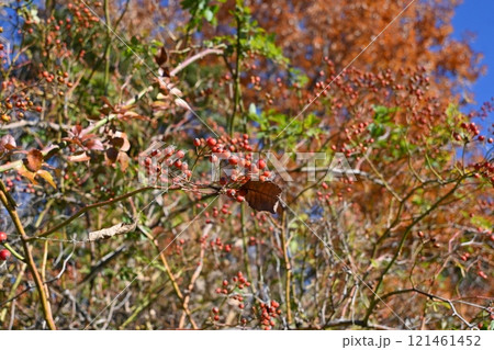 ノイバラ・野茨・野薔薇・花と実（偽果） 121461452
