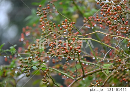 ノイバラ・野茨・野薔薇・花と実（偽果） 121461453