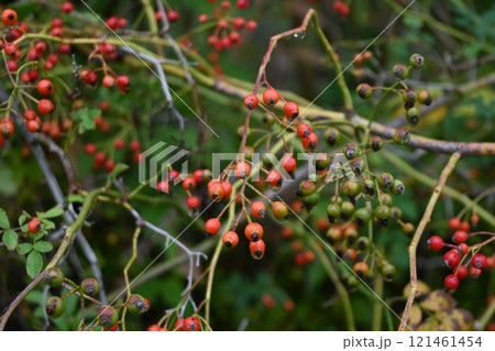 ノイバラ・野茨・野薔薇・花と実（偽果） 121461454