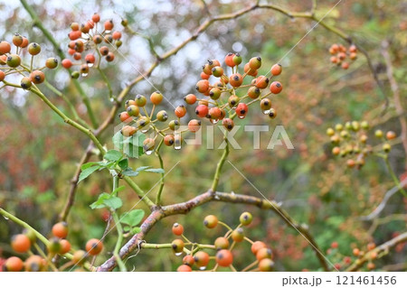 ノイバラ・野茨・野薔薇・花と実（偽果） 121461456