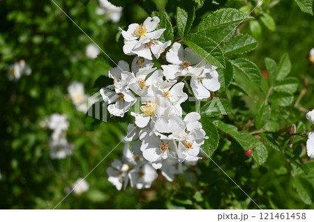 ノイバラ・野茨・野薔薇・花と実(偽果) ノイバラ・野茨・野薔薇・花と実(偽果) 121461458